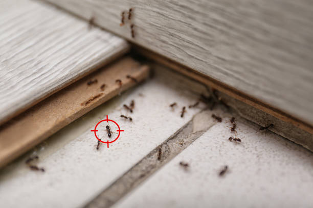 Wildlife Control Services in Croswell, MI
